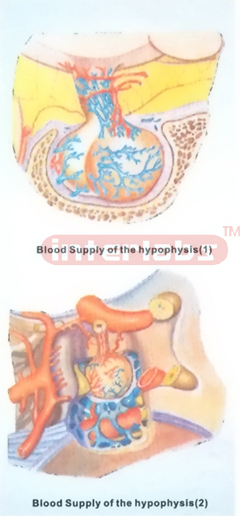 HUMAN BLOOD SUPPLY OF THE HYPOPHYSIS (1.2)